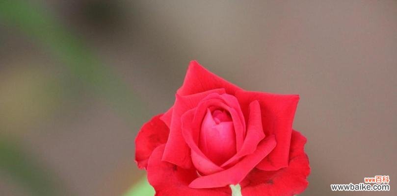 花开春日 红玫瑰花的寓意及象征