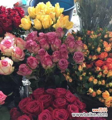 探索红玫瑰在不同文化中的意义与用途 红玫瑰的象征意义