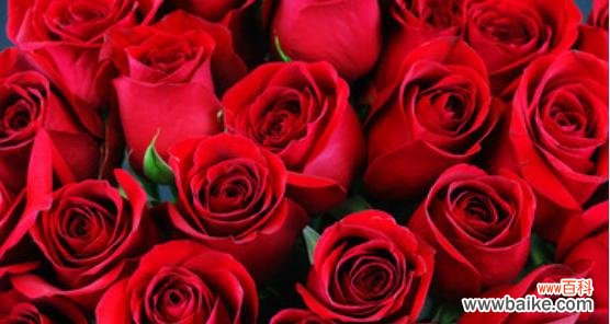 探索红玫瑰在不同文化中的意义与用途 红玫瑰的象征意义