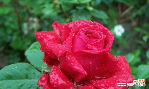 红玫瑰的意义和美丽故事 红玫瑰的花语与传说
