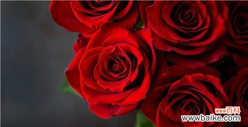 鲜艳热烈 红玫瑰的花语与寓意
