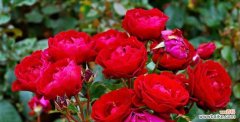 传递真情的红色花朵 红蔷薇的花语