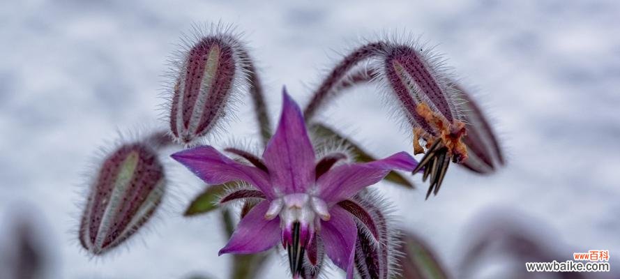 探索以琉璃苣花语的深层内涵 以琉璃苣花语的美丽寓意