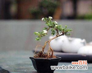 探寻六月雪盆栽的寓意 六月雪盆栽的寓意与美丽