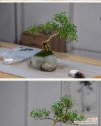 探寻六月雪盆栽的寓意 六月雪盆栽的寓意与美丽