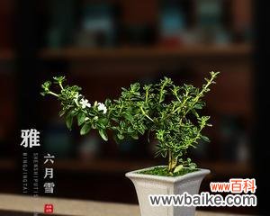 探寻六月雪盆栽的寓意 六月雪盆栽的寓意与美丽