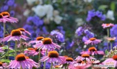 探寻六月最具代表性的花朵魅力 六月花海的绚烂盛宴