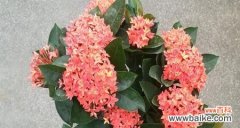 舞动情感 龙船花