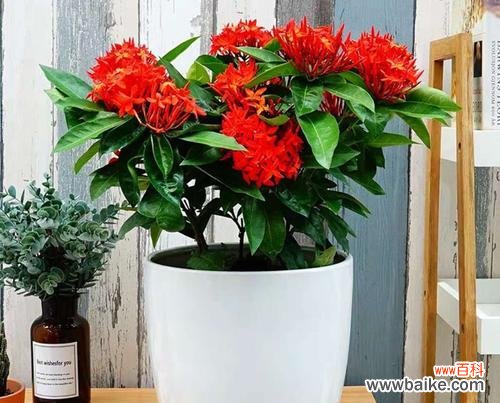 舞动情感 龙船花