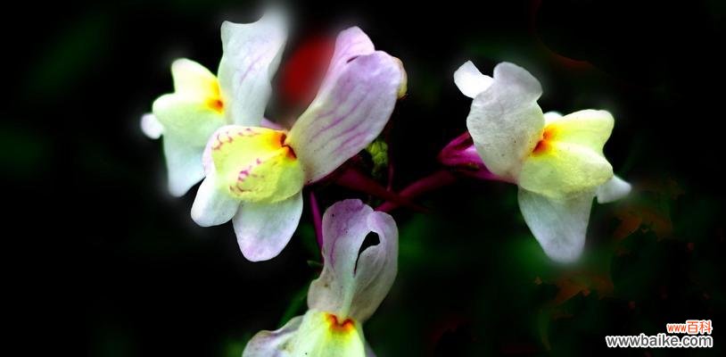 以柳穿鱼的花语探寻中国文化的深意 柳穿鱼