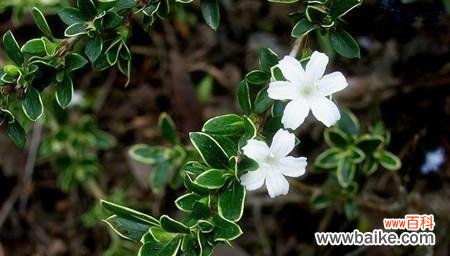 解读六月雪花的花语 六月雪的花语