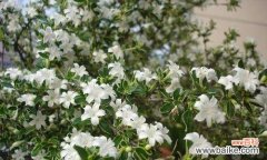 解读六月雪花的花语 六月雪的花语