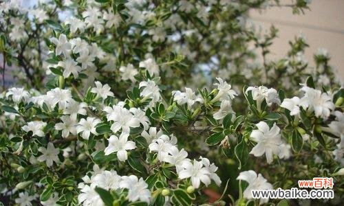 解读六月雪花的花语 六月雪的花语