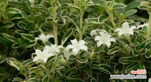 解读六月雪花的花语 六月雪的花语