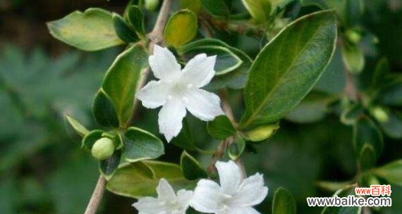 用雪花诉说夏日的无尽韵味 六月雪花语——揭示夏季的神秘之美