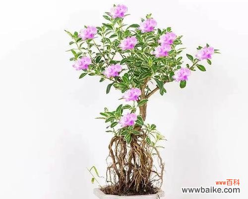 用雪花诉说夏日的无尽韵味 六月雪花语——揭示夏季的神秘之美