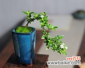 揭开六月雪盆景的深层寓意 以六月雪盆景寓意是什么