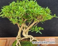 揭开六月雪盆景的深层寓意 以六月雪盆景寓意是什么