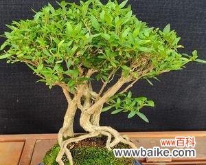 揭开六月雪盆景的深层寓意 以六月雪盆景寓意是什么