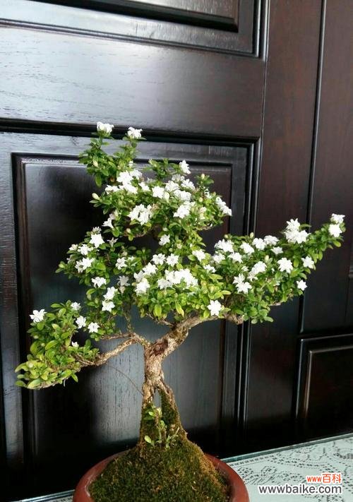 揭开六月雪盆景的深层寓意 以六月雪盆景寓意是什么