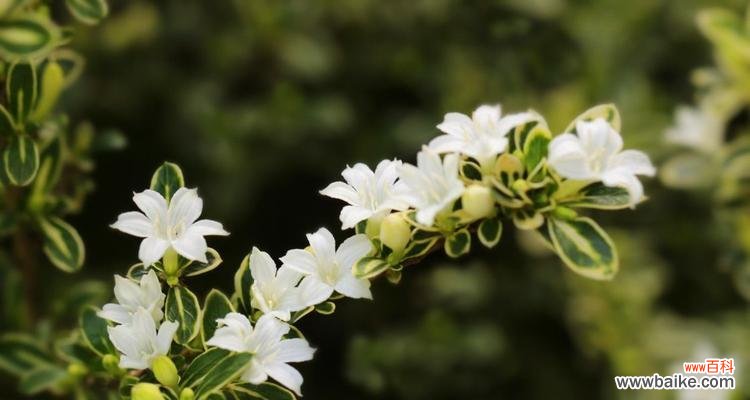 纯洁 六月雪的寓意与启示