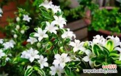 纯洁 六月雪的寓意与启示