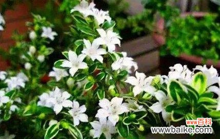 纯洁 六月雪的寓意与启示