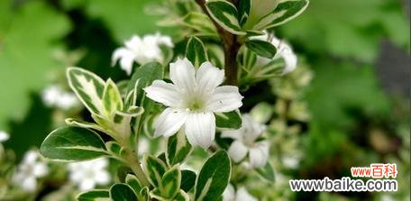 纯洁 六月雪的寓意与启示