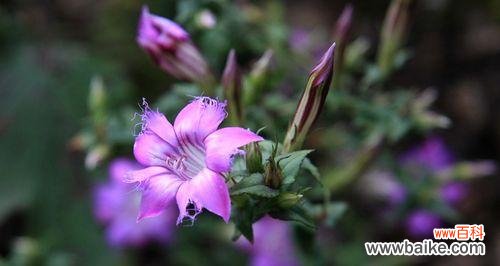 诠释龙胆花语与象征意义的美丽力量 龙胆花