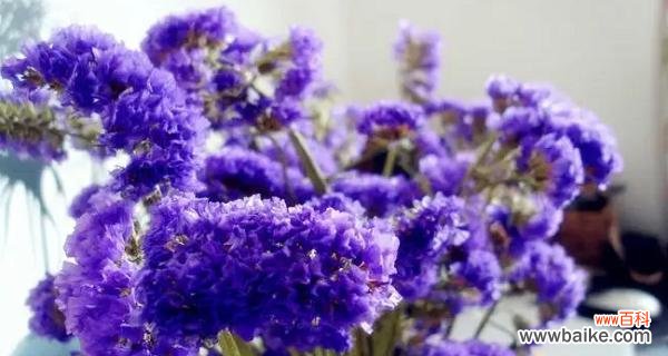 紫色长寿花代表什么?花语和寓意是什么?