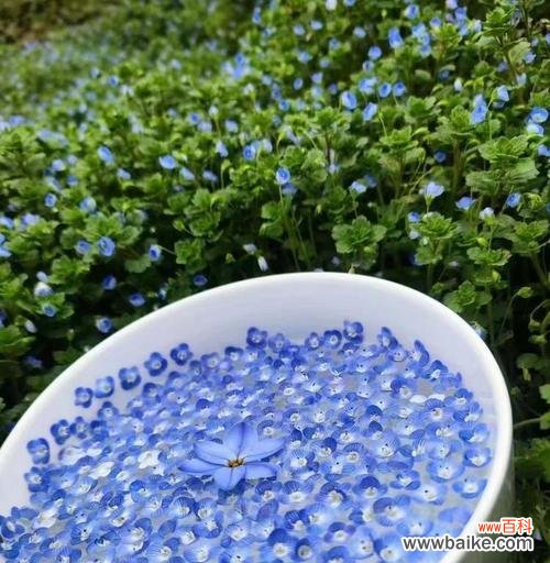 粉蓝色花的寓意是什么？粉蓝色花语代表什么？