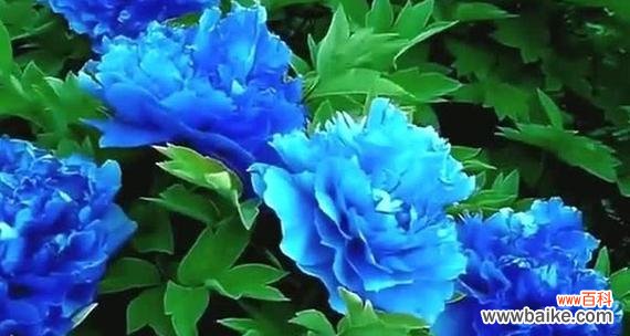 粉蓝色花的寓意是什么？粉蓝色花语代表什么？