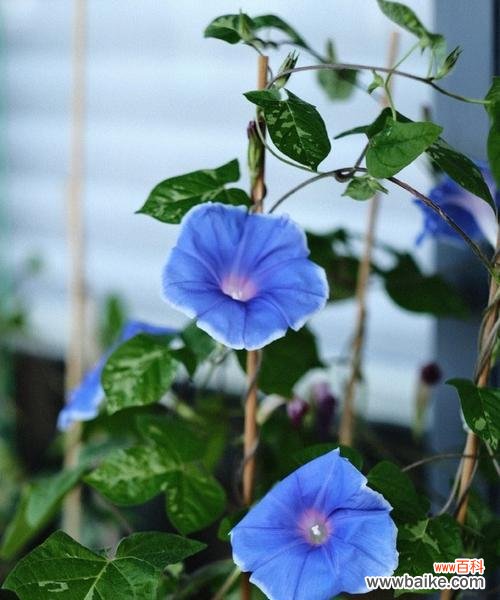 白色带蓝色的花象征着什么？