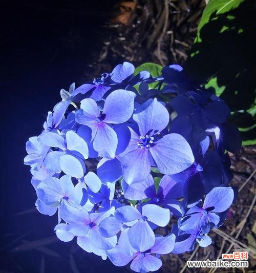 白色带蓝色的花象征着什么？