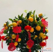 哪种花寓意平安吉祥？平安花的寓意是什么？