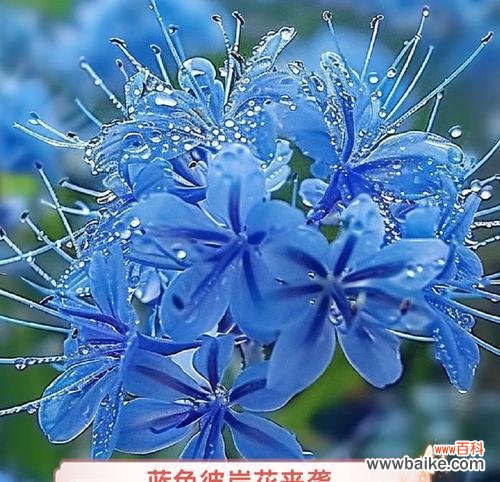 紫蓝色彼岸花的寓意是什么？