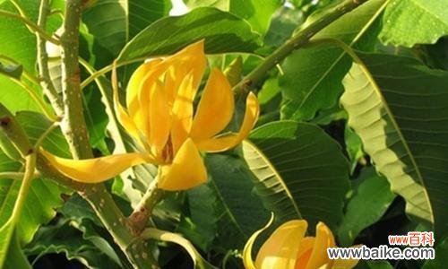 金色花象征什么？金色花的象征手法如何运用？