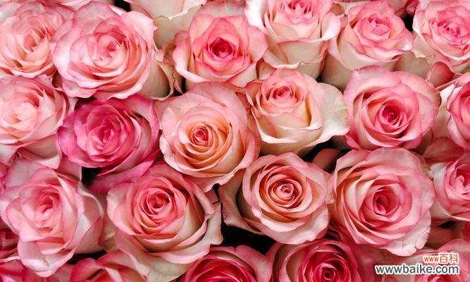 有花含义的祝福有哪些？有花含义的祝福是什么？