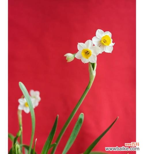 多喜乐花语是什么?哪种花代表着快乐和喜悦?