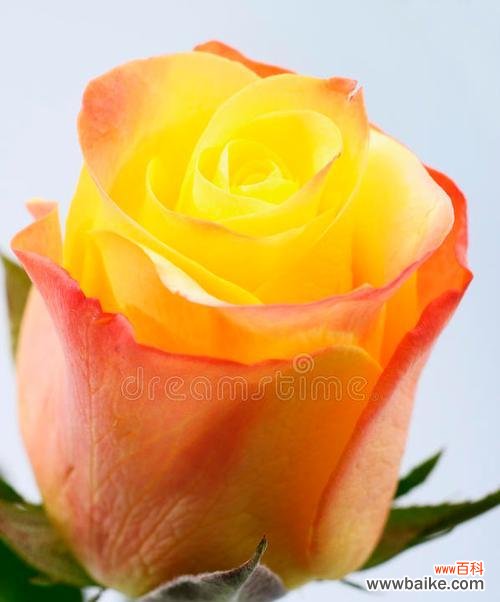 道具橘黄色玫瑰花的寓意是什么?橘黄色玫瑰花的象征意义是什么?