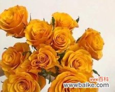 道具橘黄色玫瑰花的寓意是什么？橘黄色玫瑰花的象征意义是什么？