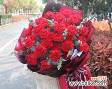 红色康乃馨 红色康乃馨的象征意义