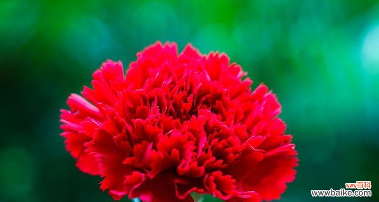 红色康乃馨 红色康乃馨的象征意义