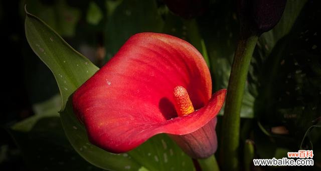 以红色马蹄莲花为象征 红色马蹄莲花语