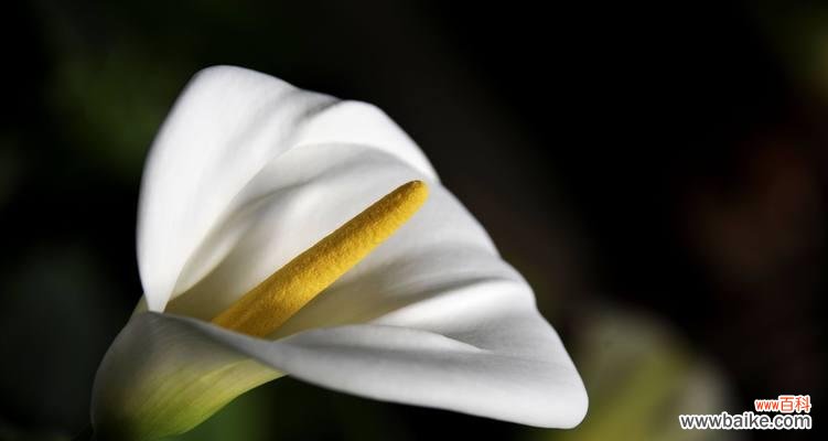 美丽而坚强的红色马蹄莲 红色马蹄莲