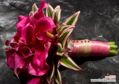 美丽而坚强的红色马蹄莲 红色马蹄莲