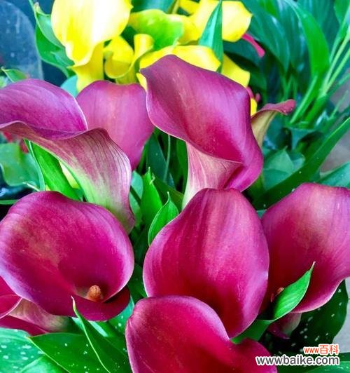 美丽而坚强的红色马蹄莲 红色马蹄莲