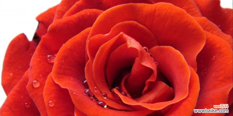 探寻红色玫瑰的浪漫之美 红色玫瑰