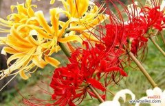 深情厚谊 红色曼陀罗花语