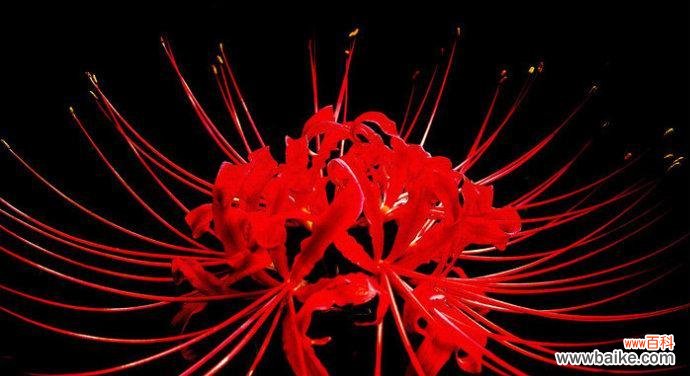 深情厚谊 红色曼陀罗花语